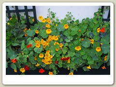 Flowers on the streets of Anchorage