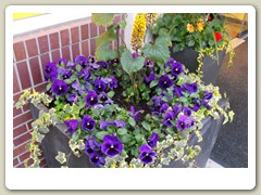 Flowers on the streets of Anchorage