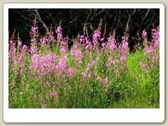 Fire weed plant is the first to germinate after a fire