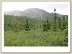 Denali Park