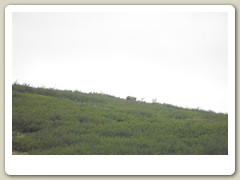 A bear on top of the hill