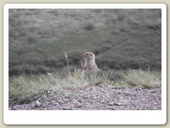 Ground squirrel