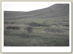 Denali Park