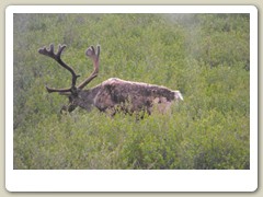 Another look at the moose