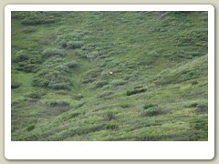 A bear with her cub - look closely