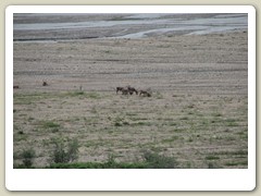 Caribou1