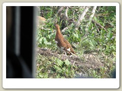 Ptarmigan