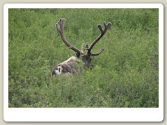 Moose in the bushes