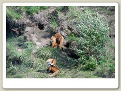 Fox den by the road