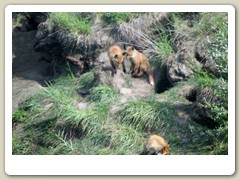 Fox den by the road