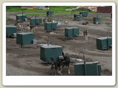 Kennels behind the house
