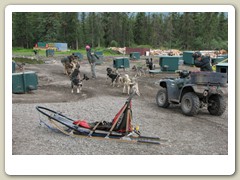 Hooking the huskies to a 4-wheel ATV that is used to train the dogs