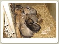 Husky puppies