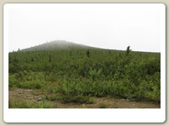 Polly Summit