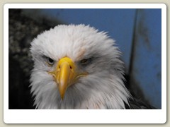 One-eyed blind eagle on the top of the hill