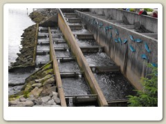 Salmon ladder