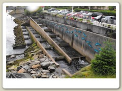 Salmon ladder