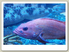 Display tank inside the hatchery