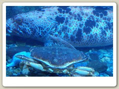 Display tank inside the hatchery