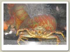 Display tank inside the hatchery