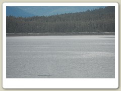 Sailing along Candian coast -only whale seen