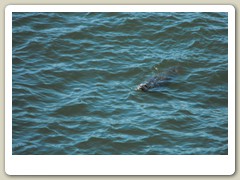 Harbor seal