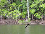 cooper_creek-04.jpg (113506 bytes)