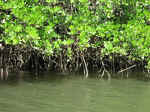 cooper_creek-05.jpg (121489 bytes)