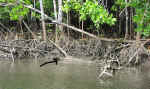 cooper_creek-08.jpg (97956 bytes)