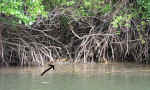 cooper_creek-11.jpg (96786 bytes)