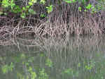 cooper_creek-12.jpg (109664 bytes)