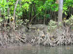 cooper_creek-15.jpg (123834 bytes)