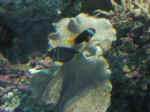 reef-07.jpg (61923 bytes)