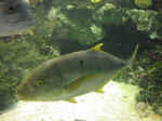 reef-13.jpg (55493 bytes)