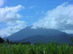 sugar_cane01.jpg (43750 bytes)