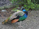 tin_shed-11.jpg (110401 bytes)