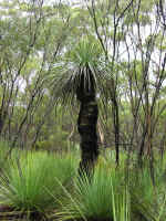 flora-01.jpg (83323 bytes)