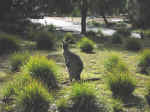 kangaroo-01.jpg (104792 bytes)