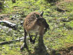 kangaroo-03.jpg (145404 bytes)