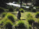 kangaroo-04.jpg (115582 bytes)