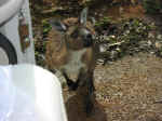 kangaroo-05.jpg (90805 bytes)