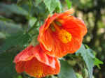 gardens-21.jpg (54689 bytes)