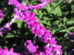 gardens-22.jpg (58411 bytes)