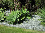 gardens-25.jpg (131945 bytes)