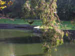 gardens-33.jpg (90653 bytes)