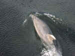 dolphins-04.jpg (72118 bytes)