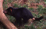 devil-06.jpg (79131 bytes)