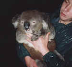 koala01.jpg (35289 bytes)