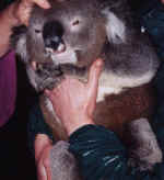 koala02.jpg (42562 bytes)