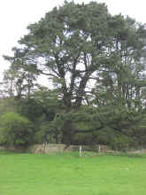 P4190340.jpg (55942 bytes)